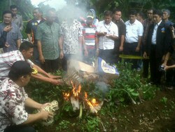 Ribuan Tanaman Ghat Chatinone di Kawasan Puncak Dimusnahkan