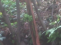 Buah Pisang Tumbuh di Tengah Batang Pohon, Dianggap Bertuah oleh Warga