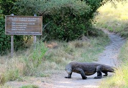 Duh! Komodo Serang 2 Penjaga Taman Nasional di Pulau Rinca