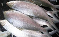 Pindang Bandeng, Hidangan Khas Imlek Warga Tangerang