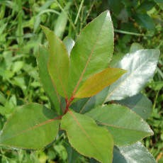 BNNP Jatim Waspadai Tanaman Ghat Chatinone di Jawa Timur