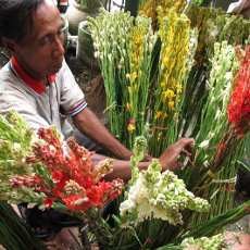 Pedagang Bunga Sedap Malam Laris Manis Jelang Imlek