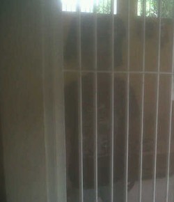  Sopir Angkot: Saya Nggak Mungkin Culik Mahasiswi UI