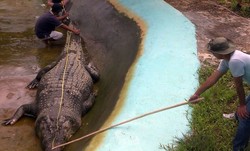 Buaya Terbesar di Dunia Mati di Filipina, Warga Menangis
