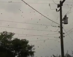 Aneh Tapi Nyata, Hujan Laba-laba Terjadi di Brazil