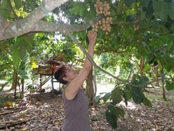 Panen Duku Palembang, Ayo Main ke Komering