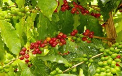 Panen Kopi Guatemala Terancam Turun Karena Serangan Hama