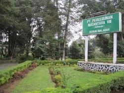 Lawan Jajahan Buah Impor, BUMN Garap 10.000 Hektar Kebun Durian & Manggis 