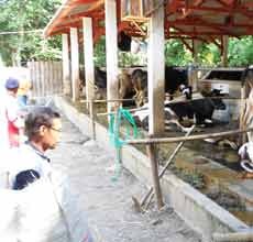 Limbah Peternakan Sapi Perah di Situbondo Diprotes Warga