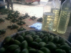 Ketika Harga 1 Liter BBM di Papua Setara 7 Butir Pinang