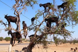 Kambing Pemanjat Pohon & 7 Pemandangan Aneh di Dunia