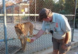 Lucunya, Singa Ini Penasaran dengan Bebek Karet