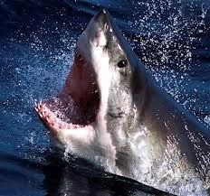 RI Ekspor 434 Ton Sirip Ikan Hiu untuk Konsumsi