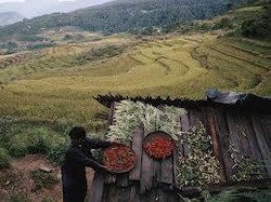 Anggota DPR: Petani RI Punya Lahan 1 Hektar, Petani Australia Punya Lahan 50 Hektar