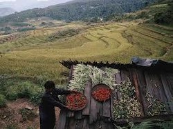 Keluh Kesah Para Petani yang Masih Sulit Dapat Modal Bank 