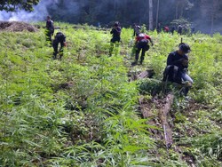 23 Hektare Ladang Ganja Ditemukan Aparat Polda Aceh
