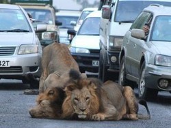 2 Singa Main di Tengah Jalan Timbulkan Kemacetan 