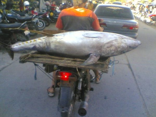 Motor Pengangkut Ikan Jumbo