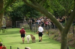 Cheetah Berteman dengan Anjing di Safari Park California