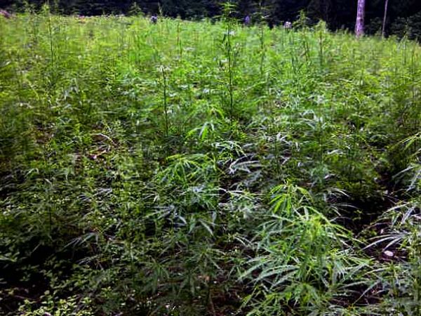 Polisi Temukan 23 Hektare Ladang Ganja di Aceh