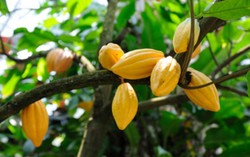 Perjalanan Panjang Cokelat Lezat, dari Biji Kakao Hingga Bubuk Cokelat