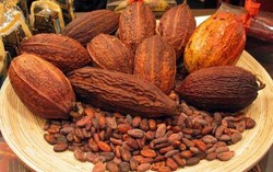 Cokelat, Buah yang Paling Disukai Orang di Dunia