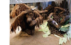 Wow! Kamar, Sofa, dan Monyet Ini Terbuat dari Cokelat Asli!