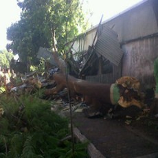 Pohon Flamboyan Tumbang Hancurkan Warung Makan