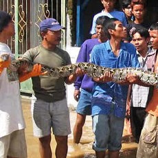 Ular Piton sepanjang 4 meter Ditemukan di Kedoya Selatan