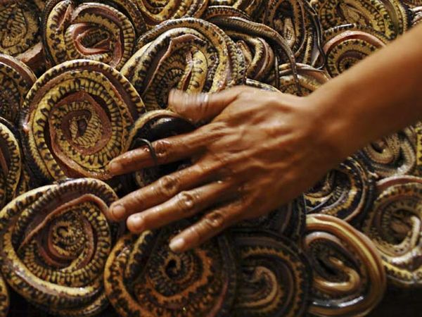 Meraup Rupiah Dari Bisnis Ular