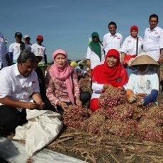 Aher Tidur di Rumah Petani Bawang dan Ikut Panen
