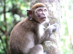 Kakek Terluka Parah Setelah Duel dengan Kera Liar di Bali