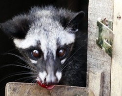 Tak Hanya Susu, Pengalengan Juga Punya Kopi Luwak