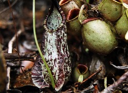 Menjelajahi Markas Kantung Semar di Batam