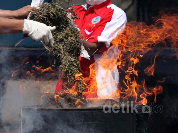 1,4 Ton Ganja Dimusnahkan