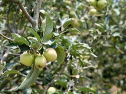 Pemerintah Batasi Impor 5 Buah dan Bumbu Dapur Ini