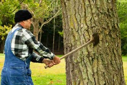 Makin Banyak Pohon Tumbang, Kematian Akibat Sakit Jantung Makin Tinggi