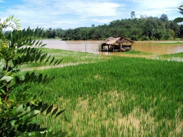 Banjir Rendam Sawah Warga