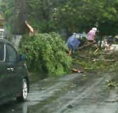Hujan Deras, Biker Tertimpa Pohon Asem