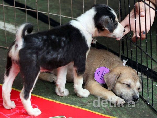 Berburu Anjing Lucu untuk Diadopsi
