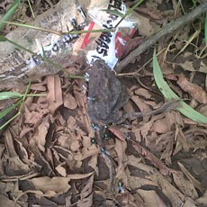 Lima Kodok Mati di Area Asap Misterius Taman Ganesha