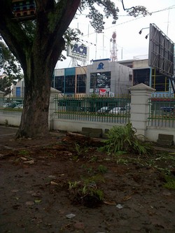 Tertimpa Dahan Patah Saat Apel Pagi, 3 Polisi Medan Dilarikan ke RS