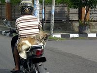Anjing Naik Motor