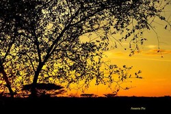 Ini Bukan Savana Afrika, Ini Taman Nasional Baluran di Jatim