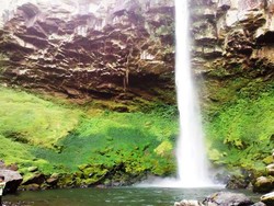 Tergoda Cantiknya Si Putri Malu dari Lampung