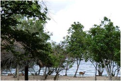 Siapa Sangka, Bali Punya Taman Nasional yang Cantik