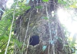 Kisah Romeo-Juliet dan Pohon Makam Bayi di Toraja