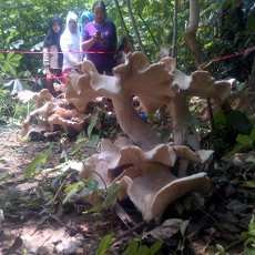 Jamur Raksasa Hebohkan Warga Blitar
