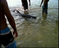 Ini Dia Bayi Paus Pilot yang Sempat Terdampar di Sanur Bali