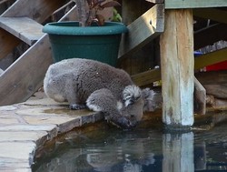 Kasihan, Koala Kehausan & Minum di Kolam Renang